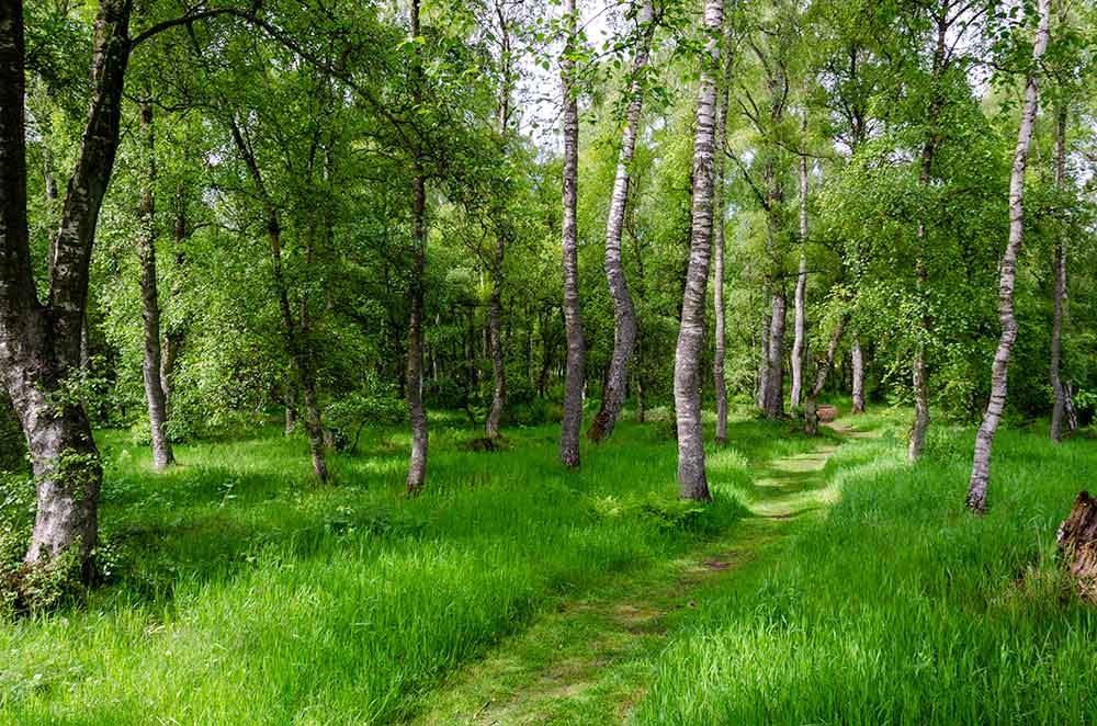 Woodland Walk
